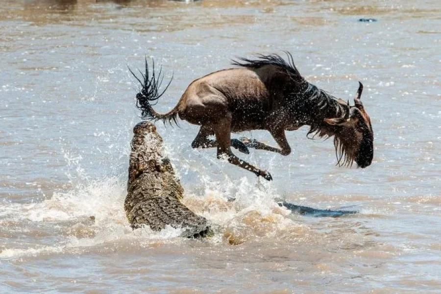 8-Day Serengeti Lobo Migration Safari: July & August Special